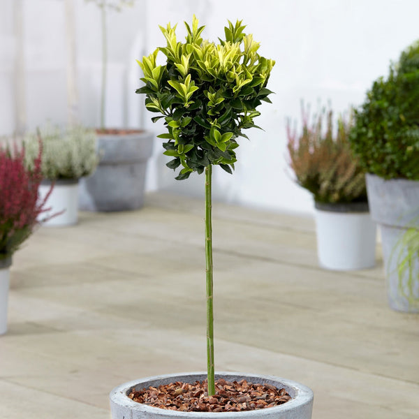 Euonymus 'Paloma Blanca' Patio Tree