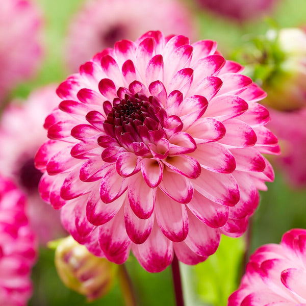 Dahlia 'Little Robert'