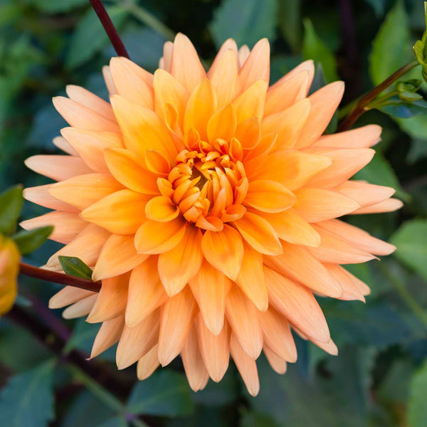 Dahlia 'Noordwijks Glorie'