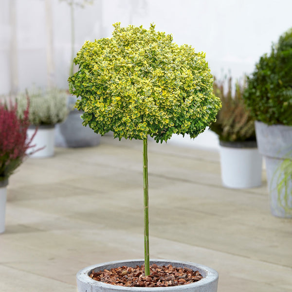 Euonymus 'Emerald n Gold' Patio Tree