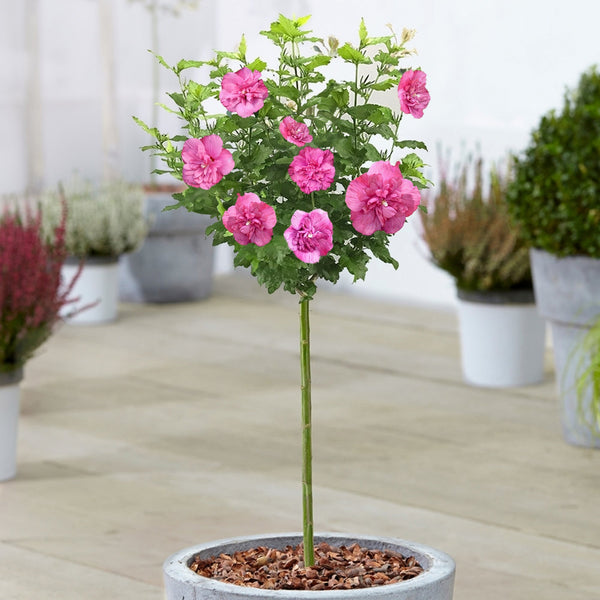 Hibiscus 'Magenta Chiffon' Patio Tree