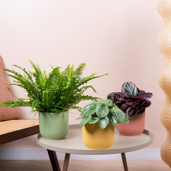 Paw-Friendly House Plant Bundle