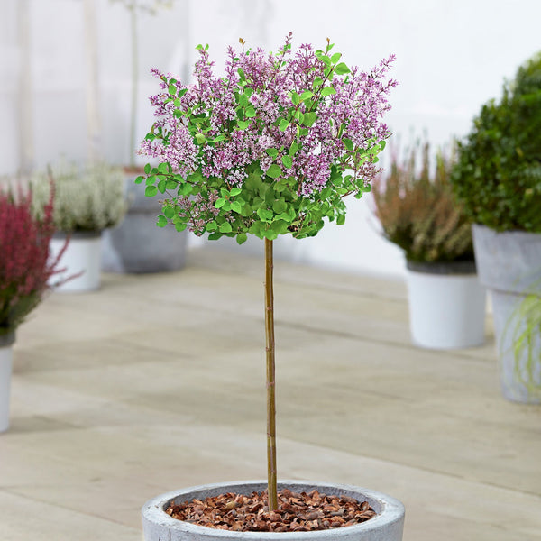 Syringa 'Dark Purple' Patio Tree