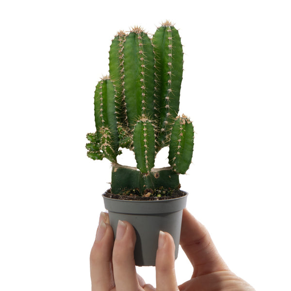 Baby Cereus 'Florida'