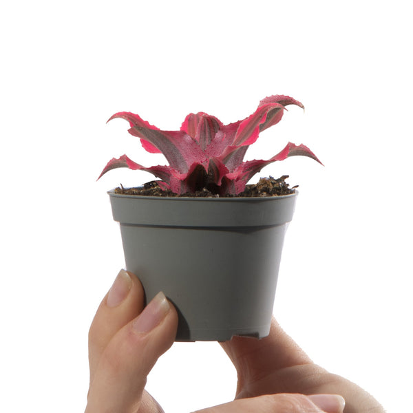 Baby Cryptanthus 'Ruby Star'