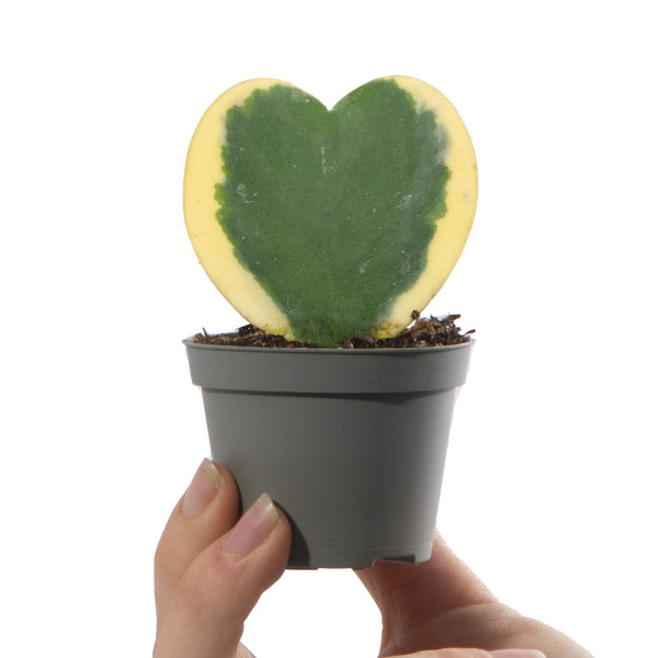 Baby Hoya 'Variegata'