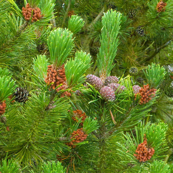 Scots Pine Bare Root Hedge