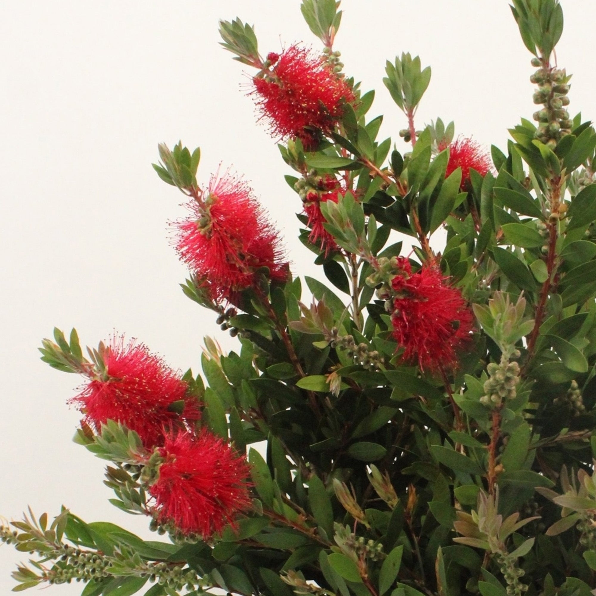 Callistemon laevis Patio Tree – Plantroops United Kingdom