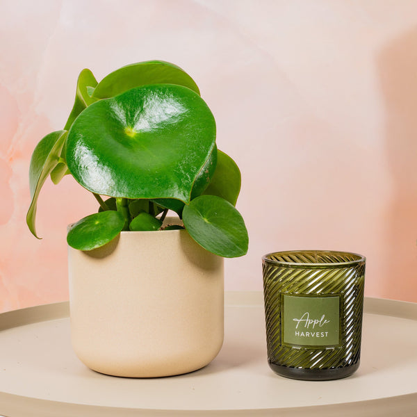 Peperomia 'Raindrop'