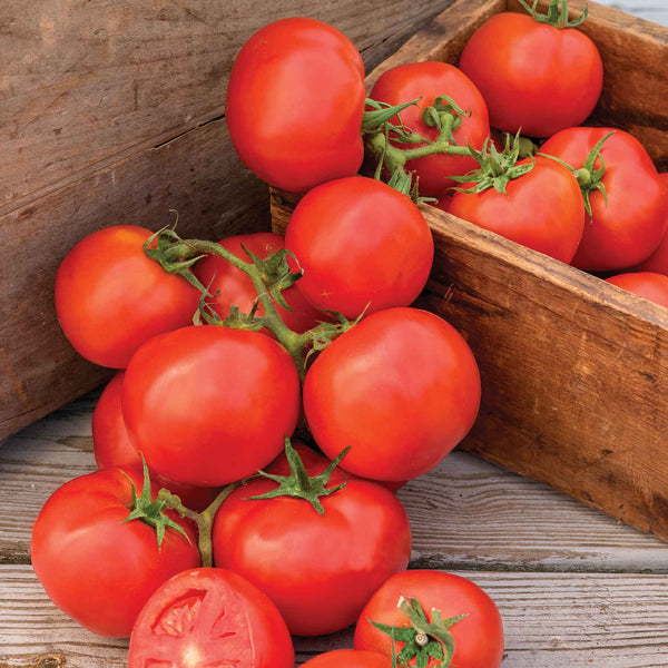 Cordon Tomato Plant 'Oh Happy Days'