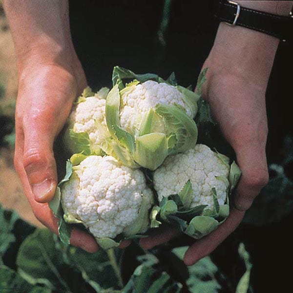 Cauliflower Long Season Cropping Seed Collection