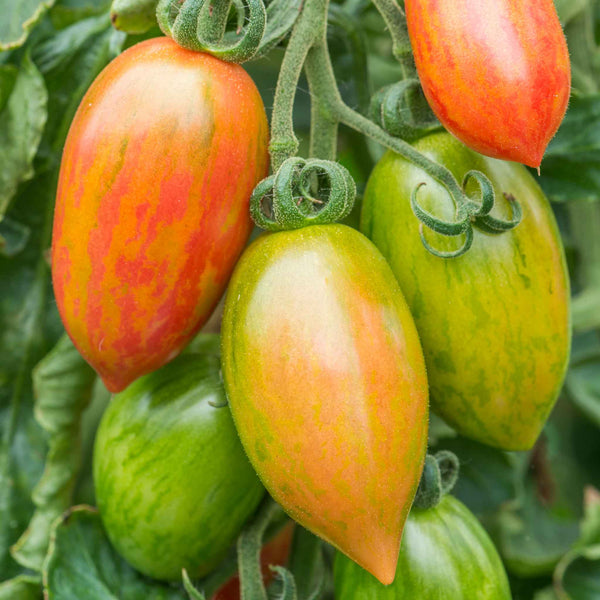 Cordon Tomato Plant 'Pink Tiger'