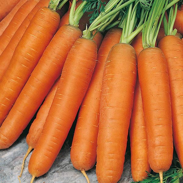 Carrot Nantes 5