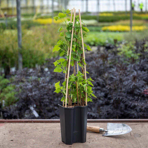 Blackcurrant Ribes nigrum 'Titania' - 15cm Plant