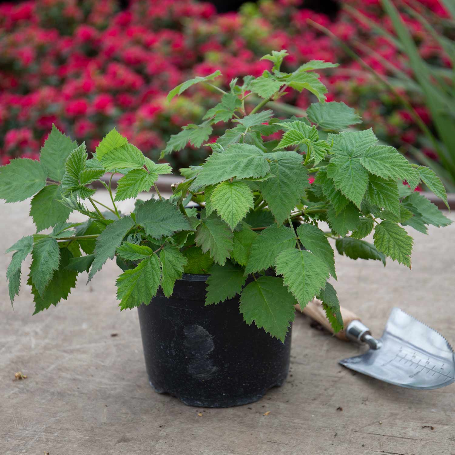 Raspberry Plant 'Yummy' – Plantroops United Kingdom