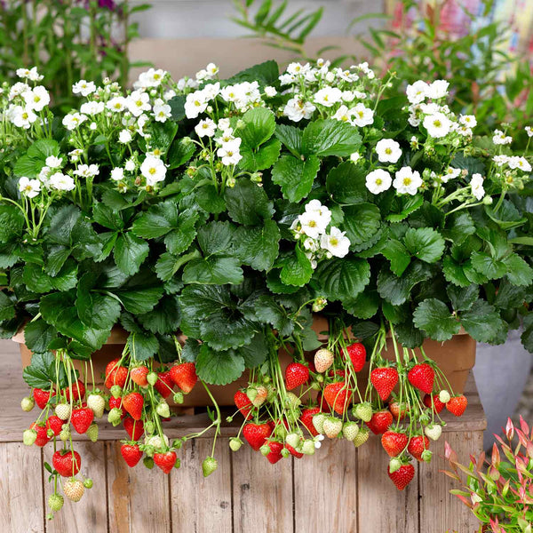Strawberry Plant 'Summer Breeze Snow'