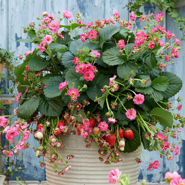 Strawberry Plant 'Summer Breeze Cherry'