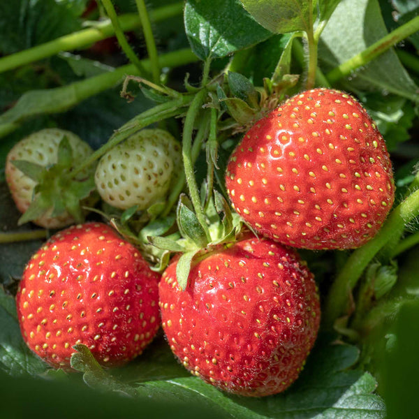 Strawberry 'Florence' - 3 x 9cm Potted Plants