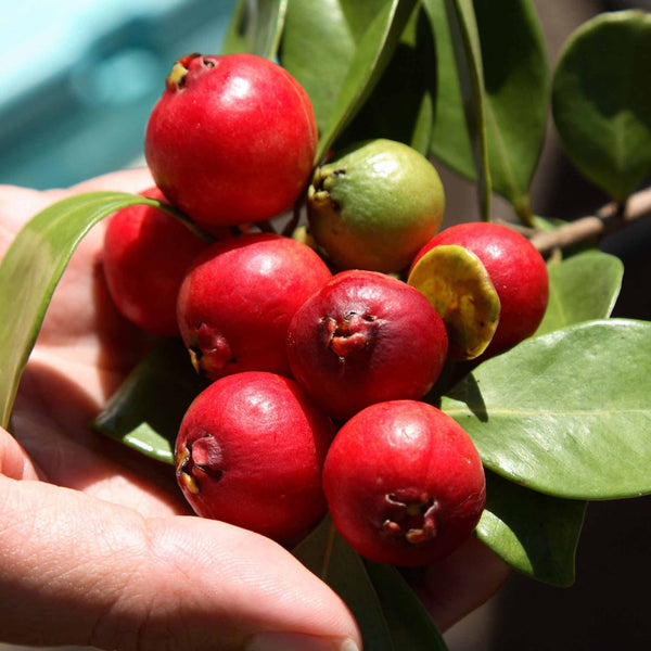 Pineapple Guava Tree
