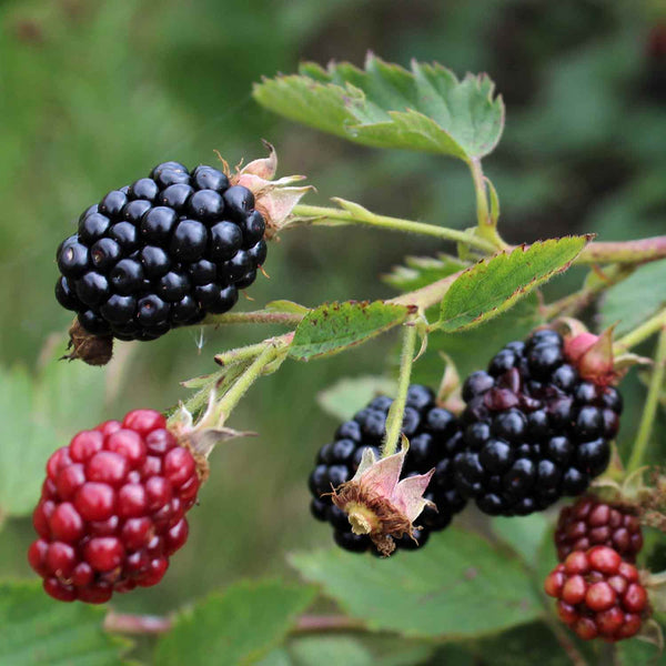 Blackberry 'Navaho' - 2L Plant