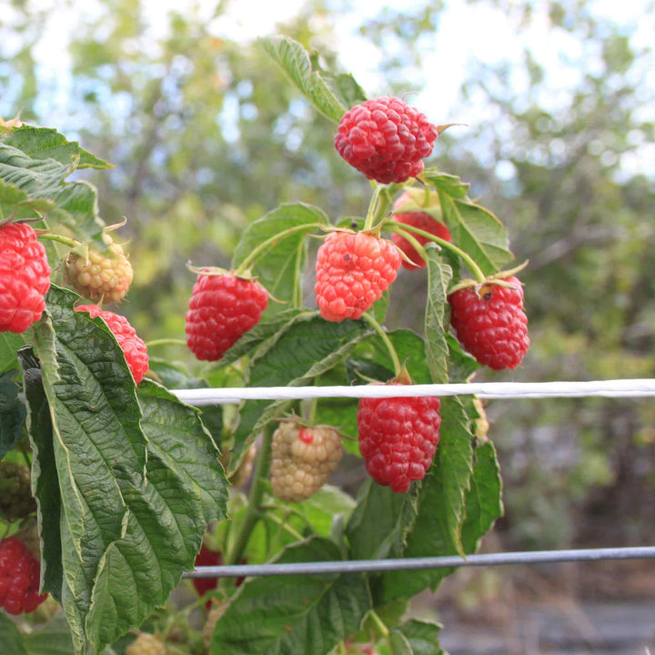 Navel Raspberry Raspberry Plant 'Lowberry Raspberry Little Sweet Sister' – Plantroops ...