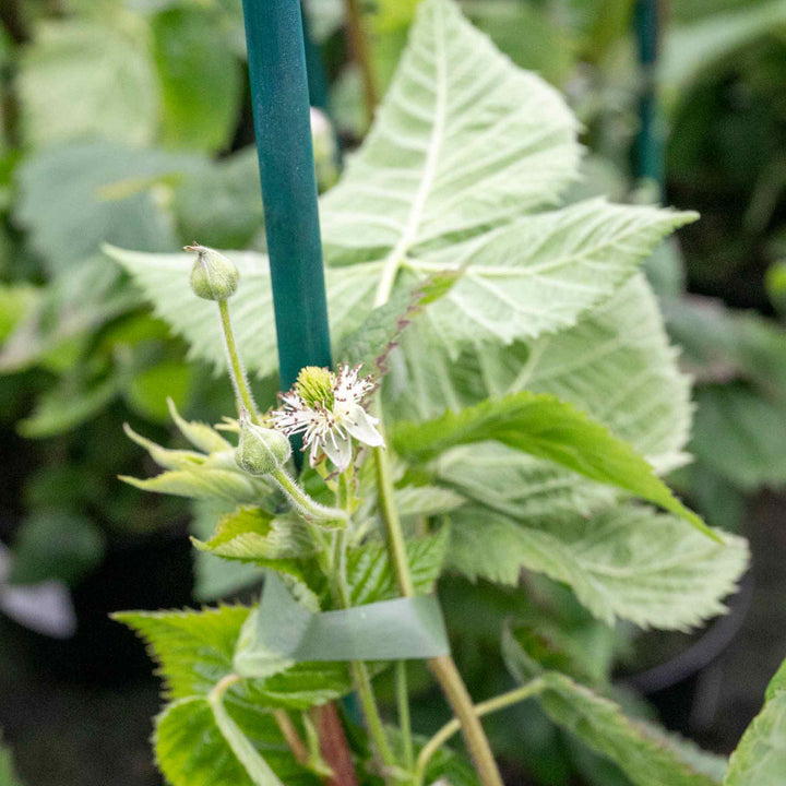 Little Raspberry Potted Raspberry Plant 'Lowberry Raspberry Little Sweet Sister' – Plantroops ...