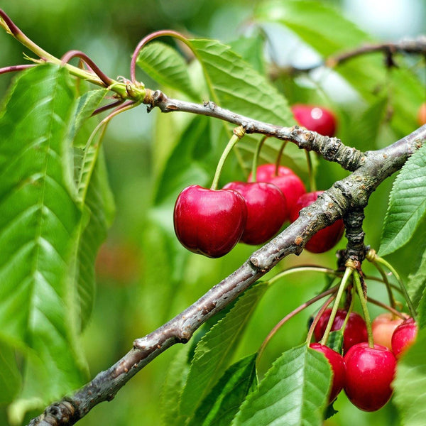 Patio Cherry Tree 'Stella'