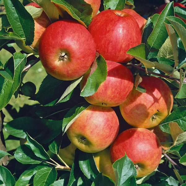 Patio Apple Tree 'Elstar'