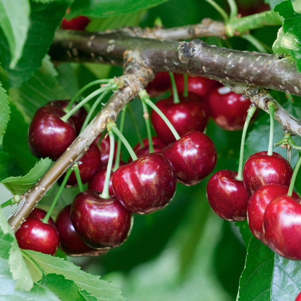 Patio Cherry Tree 'Van'