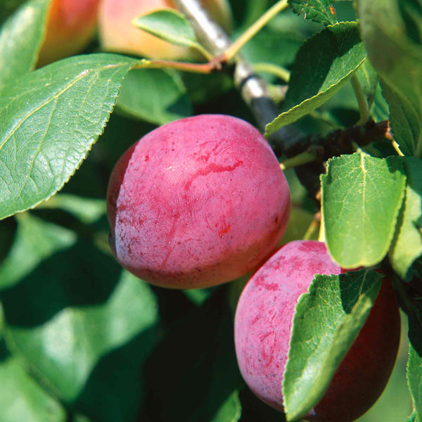 Patio Plum Tree 'Opal'