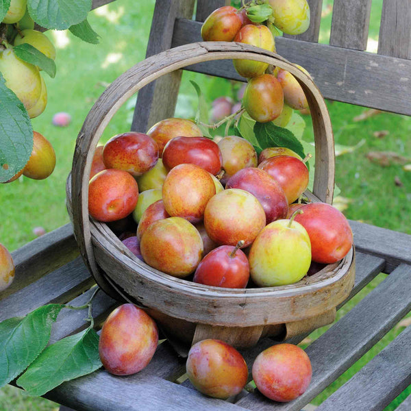 Patio Plum Tree 'Victoria'