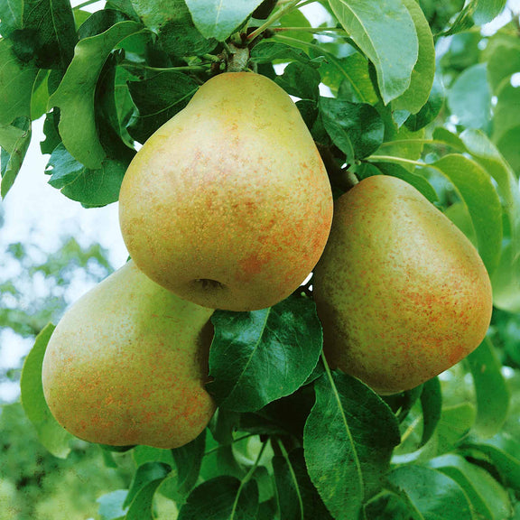 Pear Tree 'Beurre Hardy' – Plantroops United Kingdom