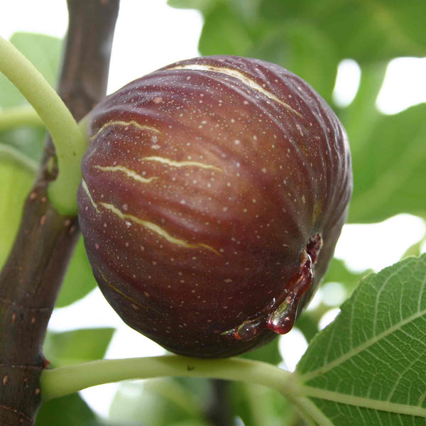Fig Tree 'Madeline Des Deux Saisons'