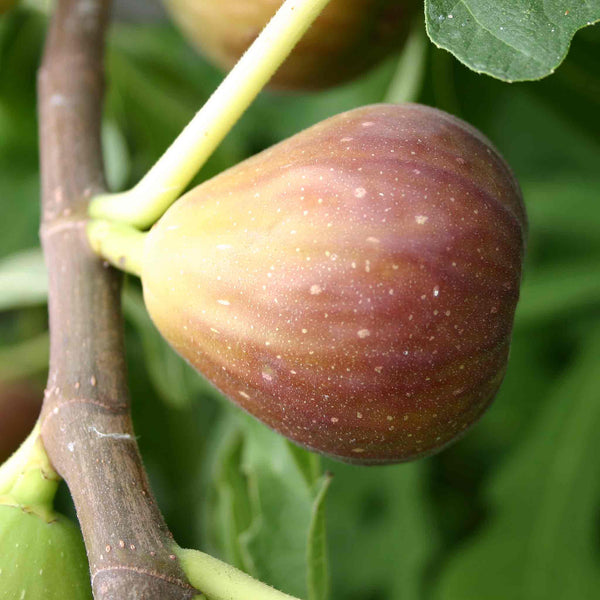 Fig Tree 'Goutte d'Or'