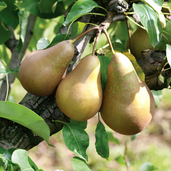 Patio Pear Tree 'Conference'