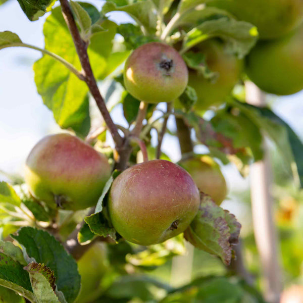 Patio Apple Tree 'Cox’s Orange Pippin'