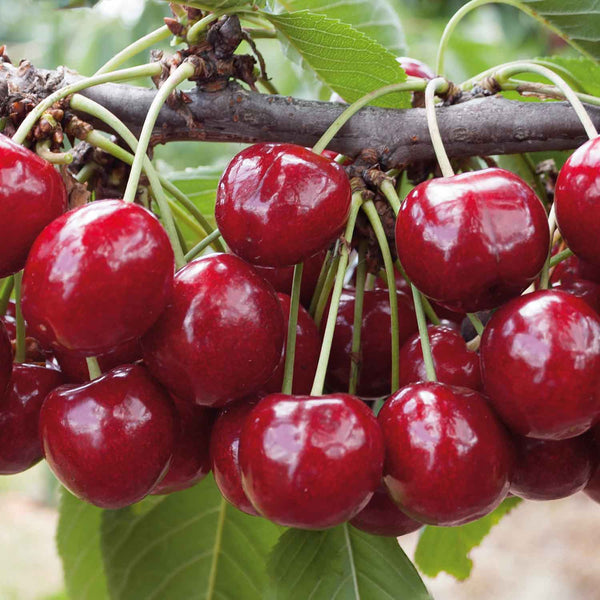 Patio Cherry Tree 'Regina'