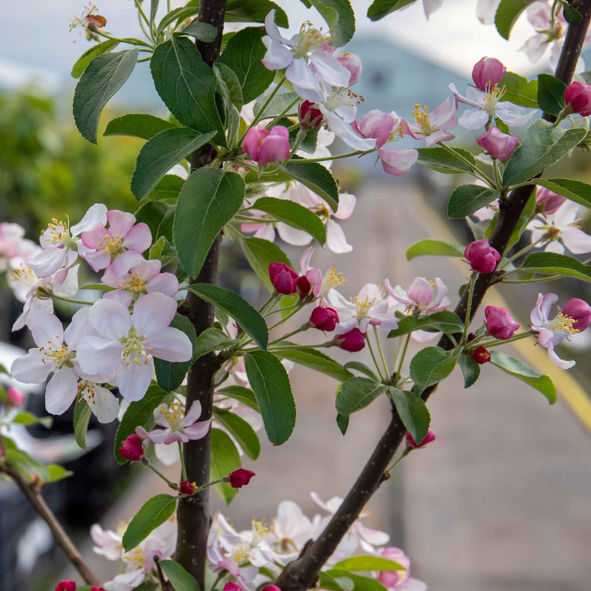 Crab Apple Tree 'Golden Hornet' – Plantroops United Kingdom
