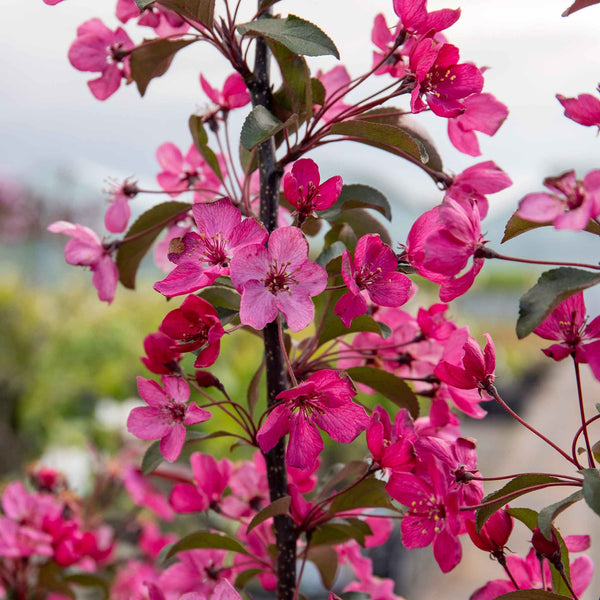 Crab Apple Tree 'Liset'