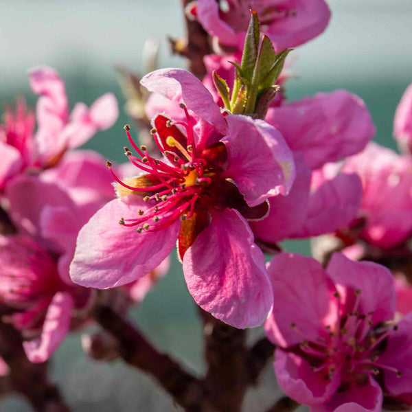 Nectarine Tree 'Flavortop'