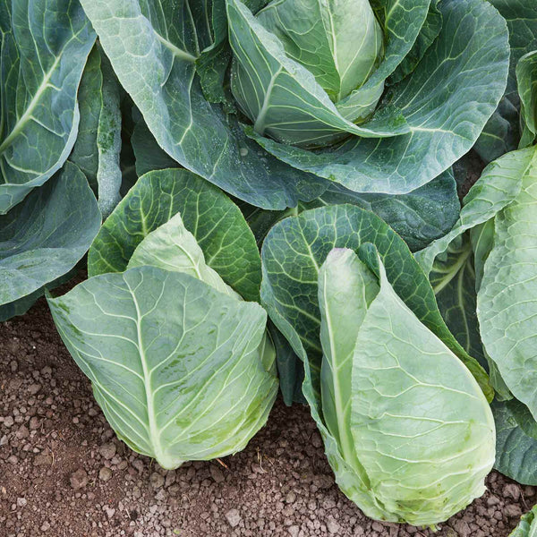 Cabbage Plant 'Dutchman Pointed Green'
