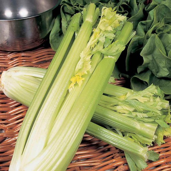 Celery Plant 'Golden Self Blanching'