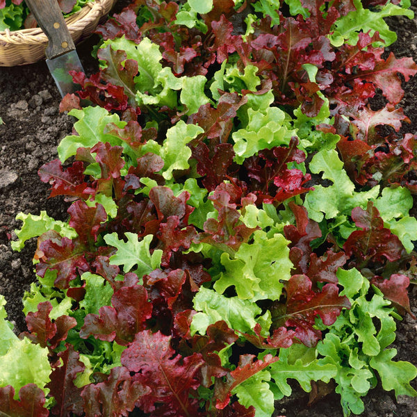Lettuce Plant 'Salad Bowl Loose Leaf'