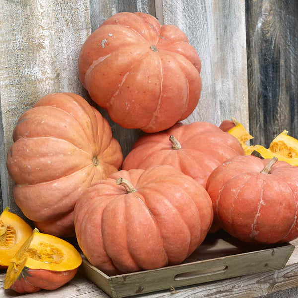 Pumpkin Plant 'Muscat De Provence'