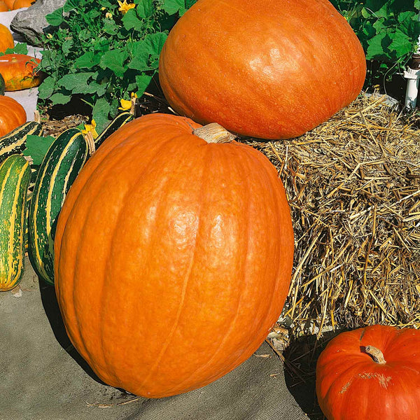 Pumpkin Plant 'Prizewinner'