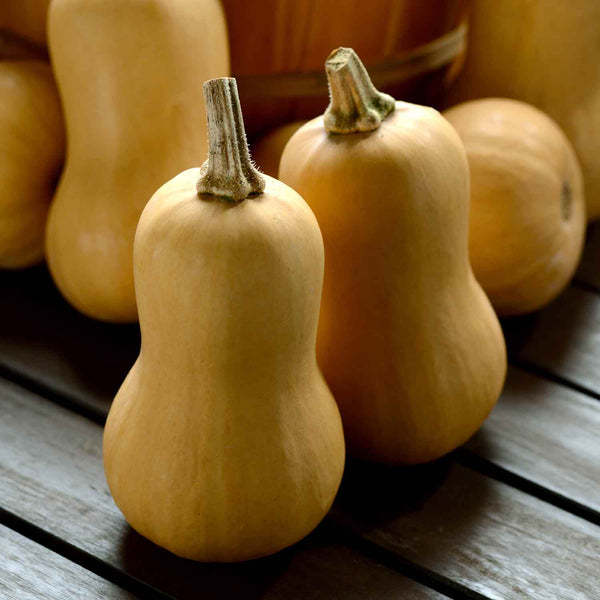 Squash Plant 'Butternut Butter Baby'
