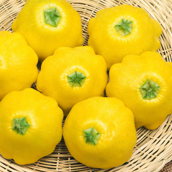 Squash Plant 'Sunburst Patty Pan'