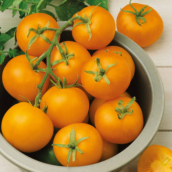 Cordon Tomato Plant 'Tondo Giallo'