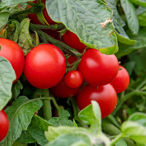 Cordon Tomato Plant 'Red Cherry'