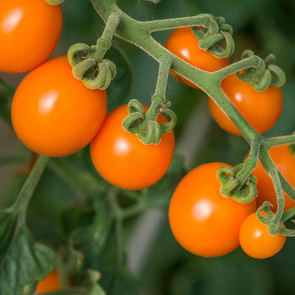 Cordon Tomato Plant 'Sunset'